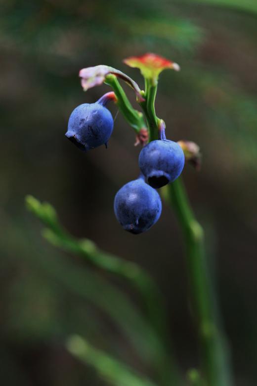 Free stock image of Berries created by Pixabay