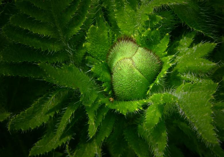 Free stock image of Bud created by Pixabay