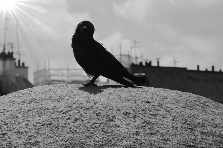 Free stock image of Bird created by Pixabay
