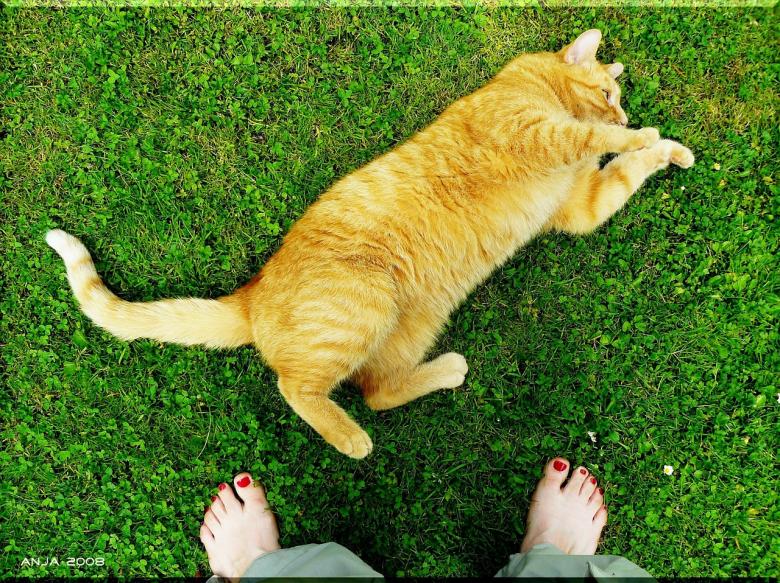 Free stock image of Cat created by Pixabay