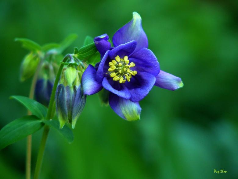 Free stock image of Flower created by Pixabay