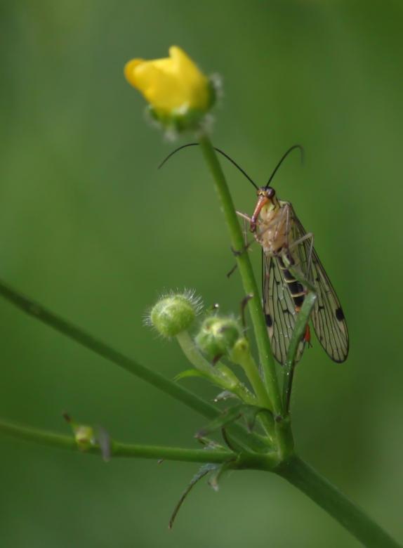 Free stock image of Bug created by Pixabay
