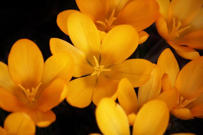 Free stock image of Beauty created by Pixabay