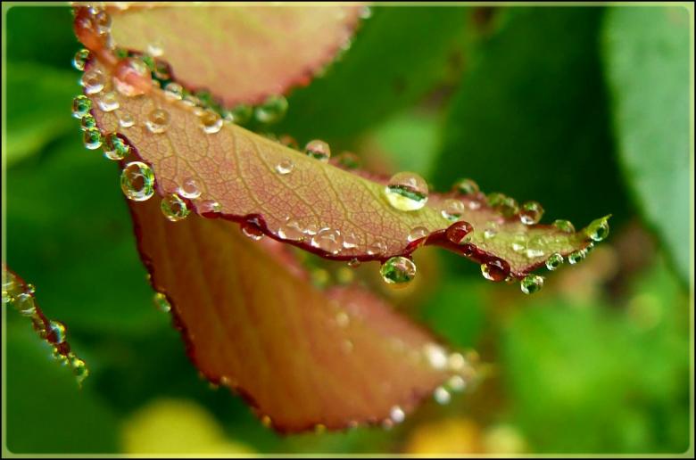 Free stock image of Leaf created by Pixabay
