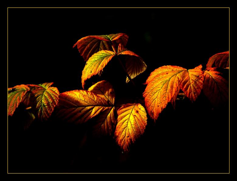 Free stock image of Leaf created by Pixabay