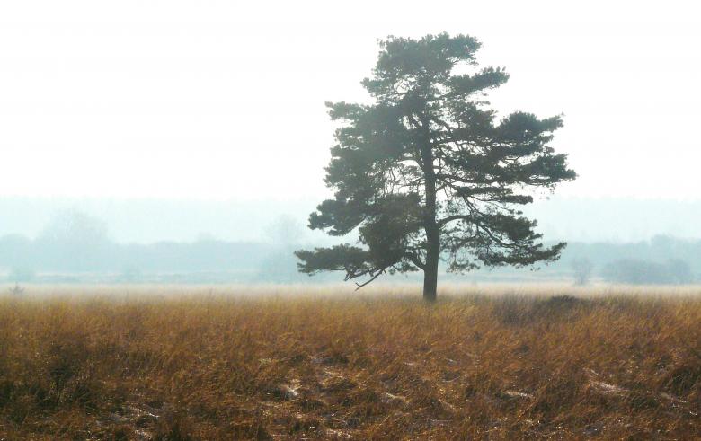 Free stock image of Tree created by Pixabay