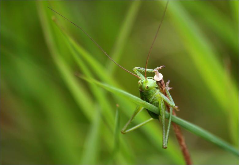 Free stock image of Grasshopper created by Pixabay