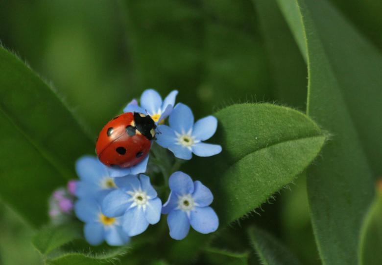 Free stock image of Insect created by Pixabay