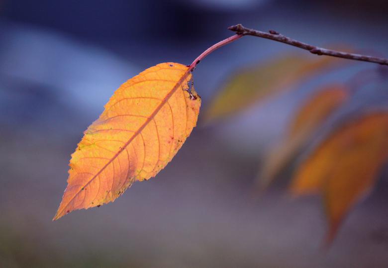 Free stock image of Leaf created by Pixabay