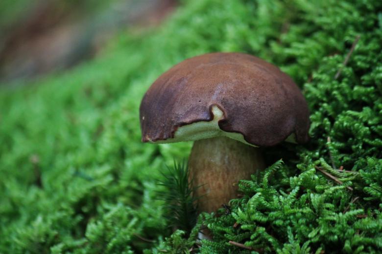 Free stock image of Mushroom created by Pixabay