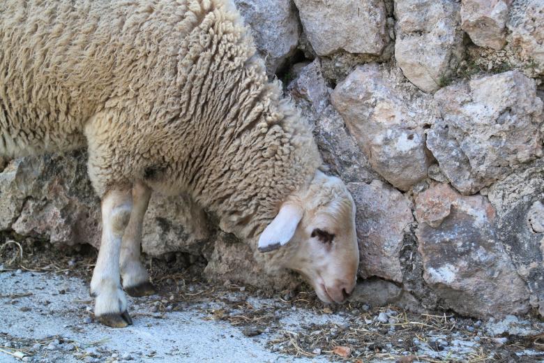 Free stock image of Sheep created by Pixabay