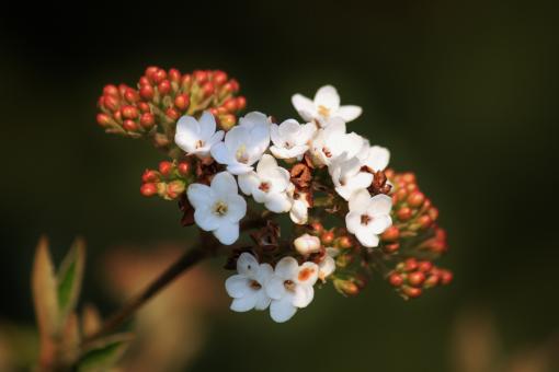 Free Stock Photo of Flower