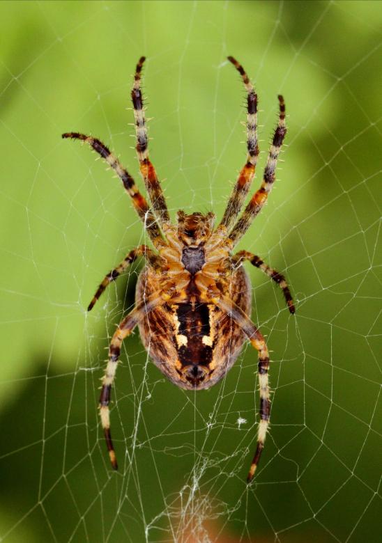 Free stock image of Spider created by Pixabay