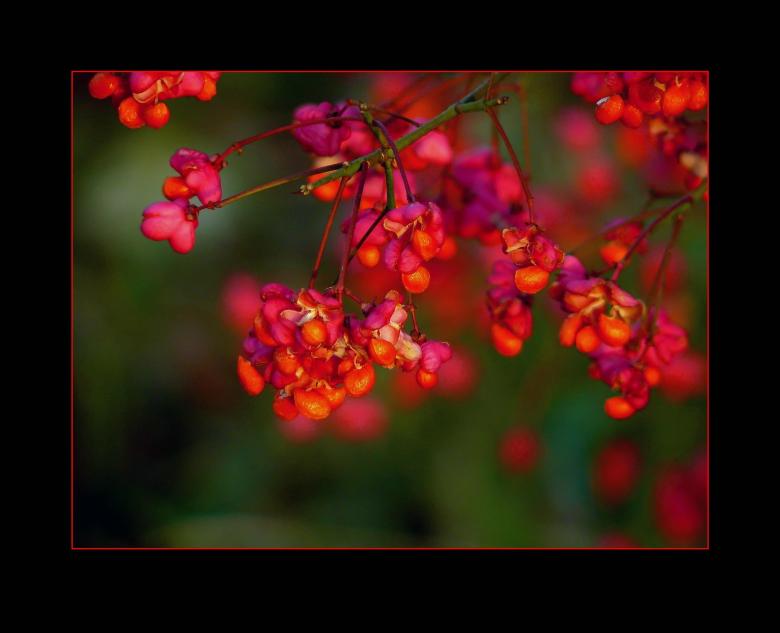 Free stock image of Flower created by Pixabay