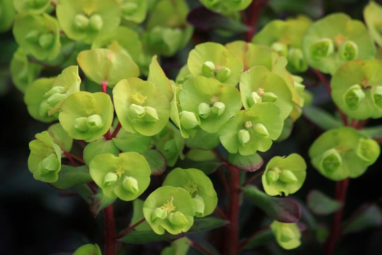 Free stock image of Spurge created by Pixabay