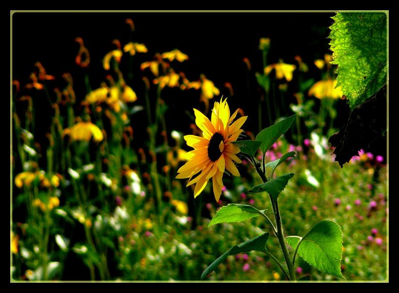 Free stock image of Flower created by Pixabay