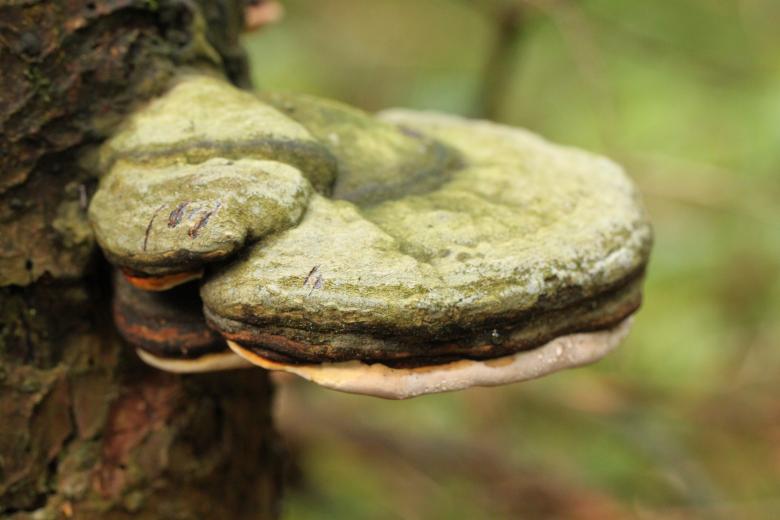 Free stock image of Mushroom created by Pixabay