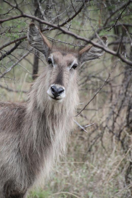 Free stock image of Waterbuck created by Pixabay