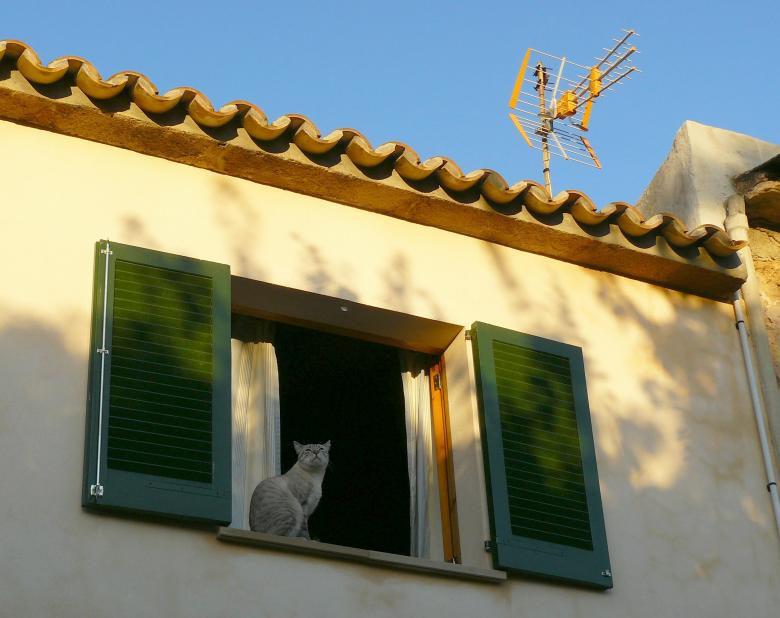 Free stock image of Cat in the Window created by Pixabay