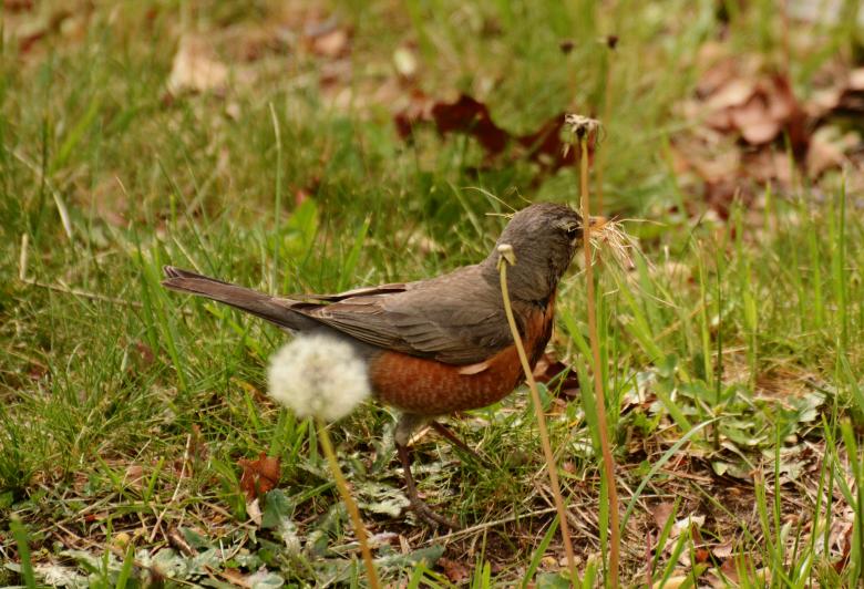 Free stock image of Bird created by Vincent alvino