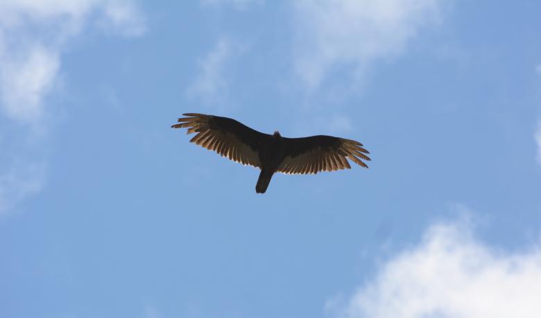 Free stock image of Hawk  created by Vincent alvino