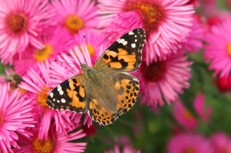 Free stock image of Nature created by Pixabay