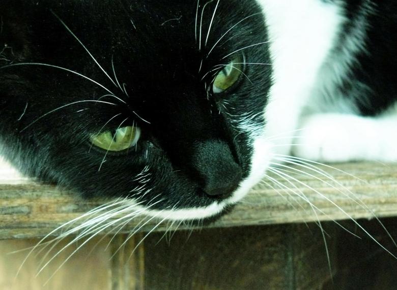 Free stock image of Cat created by Pixabay