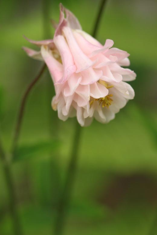 Free stock image of Columbine created by Pixabay