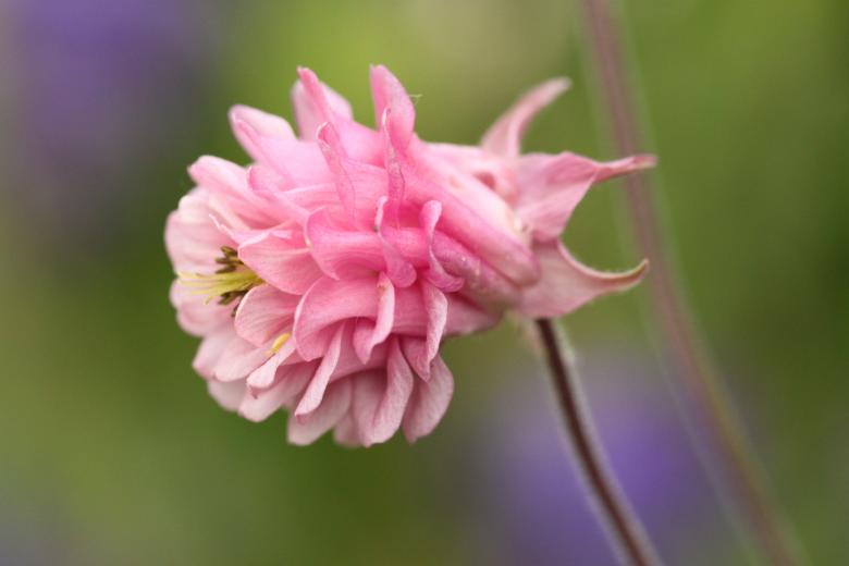 Free stock image of Columbine created by Pixabay