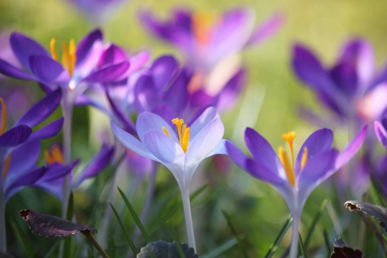Free stock image of Garden created by Pixabay