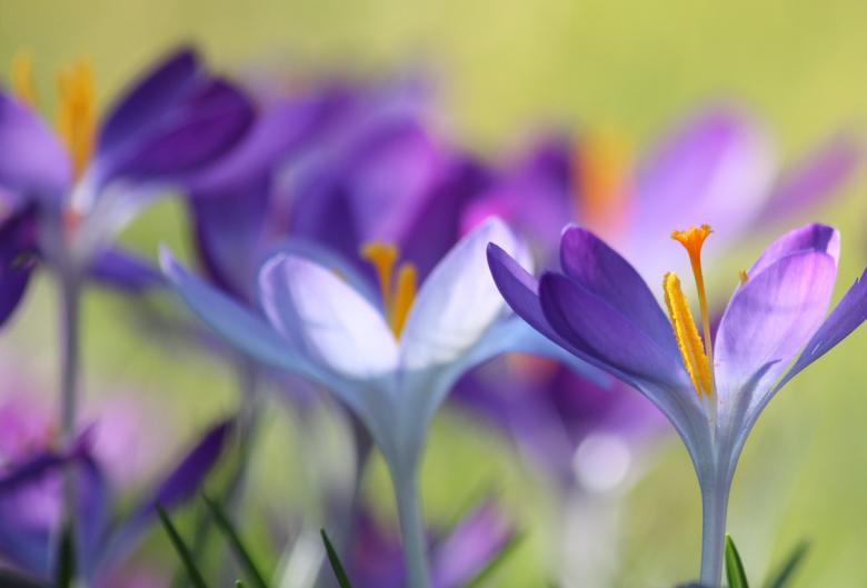 Free stock image of Purple Flowers created by Pixabay
