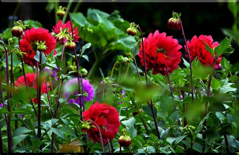 Free stock image of Dahlias created by Pixabay