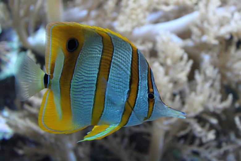 Free stock image of Creature created by Pixabay