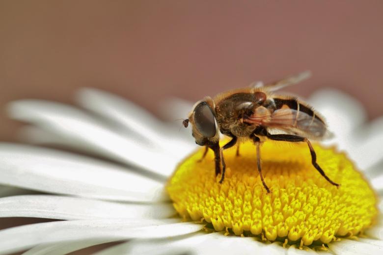 Free stock image of Hoverfly created by Pixabay