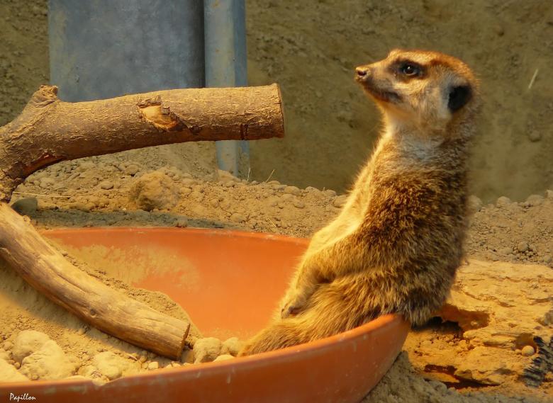 Free stock image of Meerkat created by Pixabay