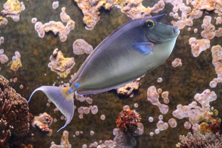 Free stock image of Rhino Fish created by Pixabay