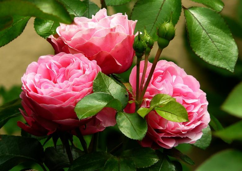 Free stock image of Roses created by Pixabay