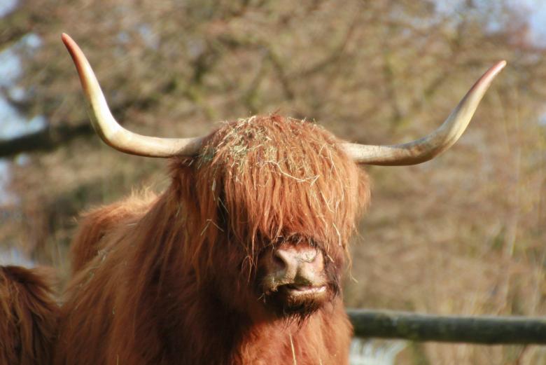 Free stock image of Scottish created by Pixabay