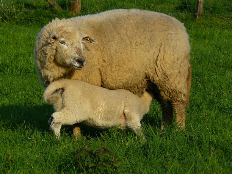 Free stock image of Sheep created by Pixabay
