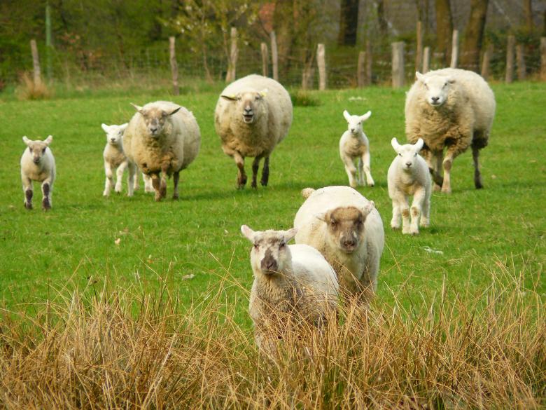 Free stock image of Herd created by Pixabay