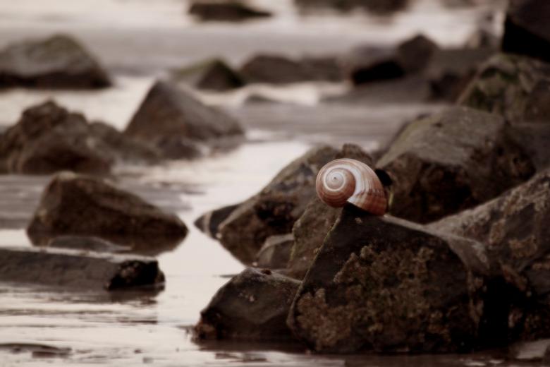 Free stock image of Shell created by Pixabay