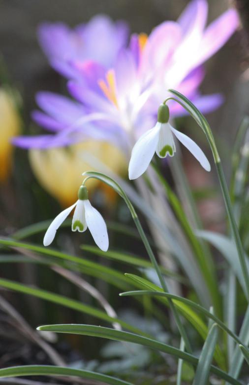 Free stock image of White Flowers created by Pixabay