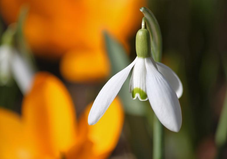 Free stock image of Snowdrop created by Pixabay