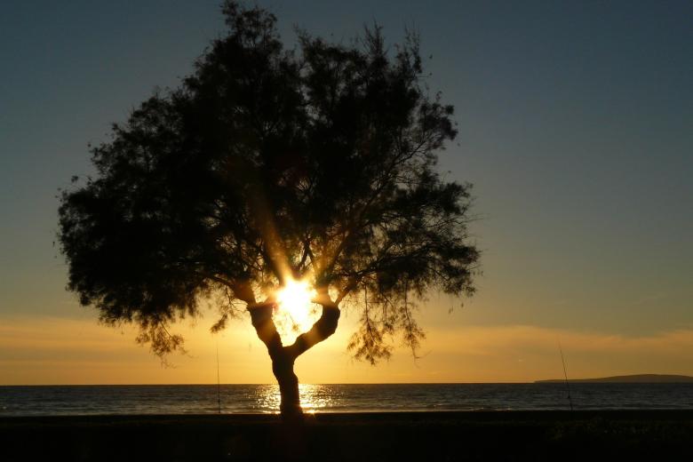 Free stock image of Lonely Tree created by Pixabay