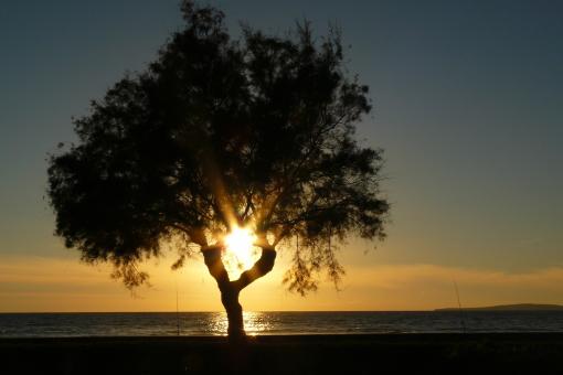 Free Stock Photo of Lonely Tree