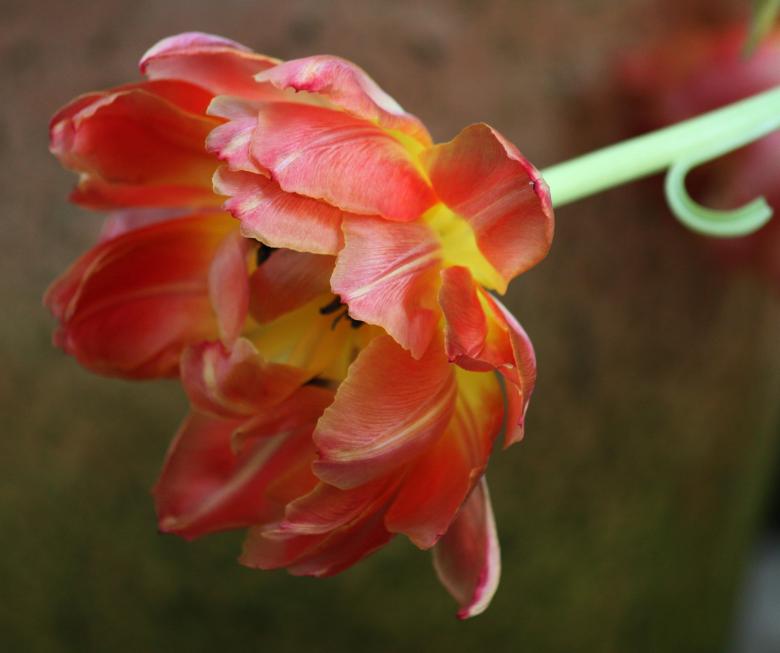 Free stock image of Tulip created by Pixabay