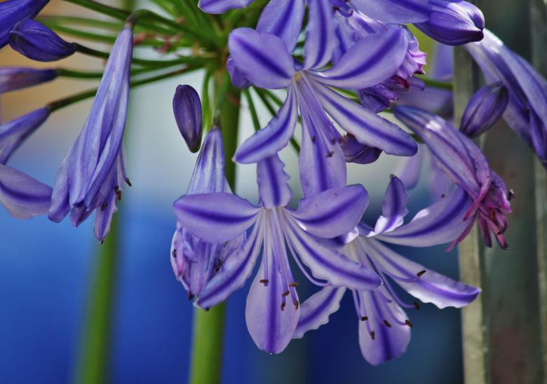 Free stock image of Purple Flower created by Pixabay