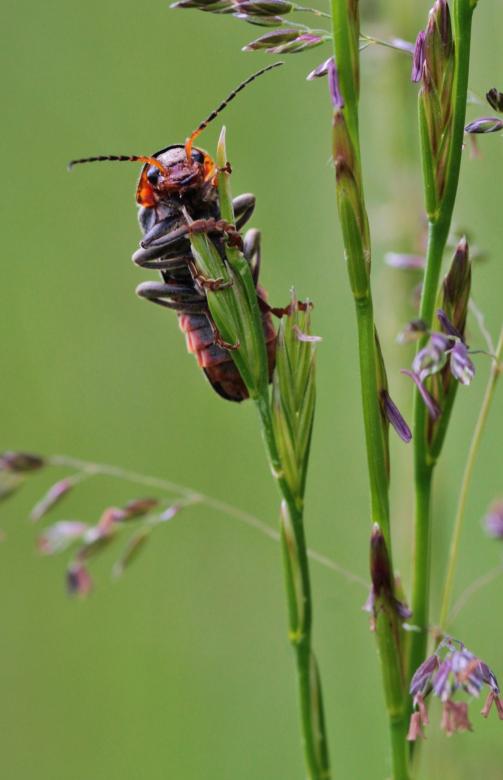 Free stock image of Insect created by Pixabay