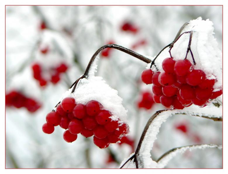 Free stock image of Berry created by Pixabay