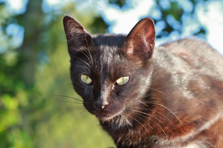 Free stock image of Black Cat created by Pixabay